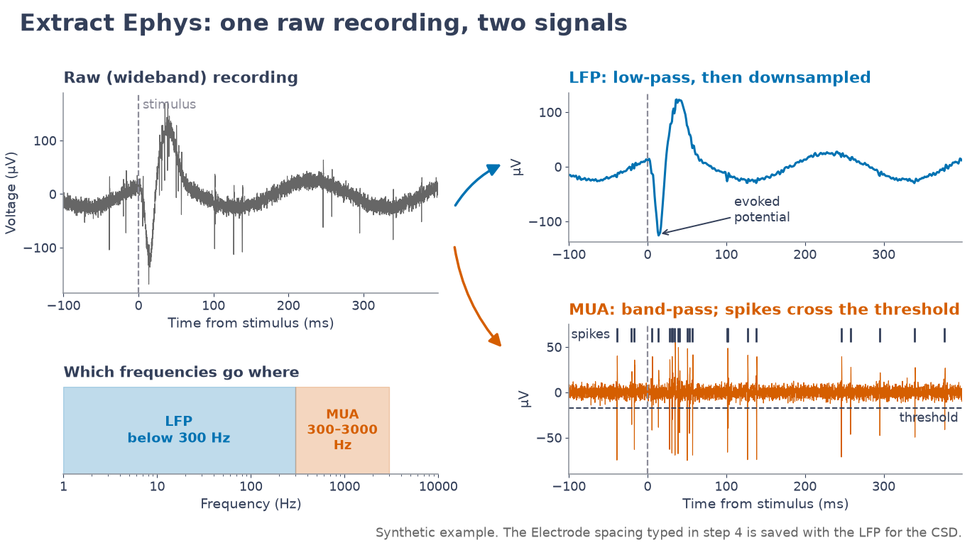 One raw recording gives two signals: the LFP (low-pass, then downsampled) and the MUA (band-pass; spikes cross a threshold).