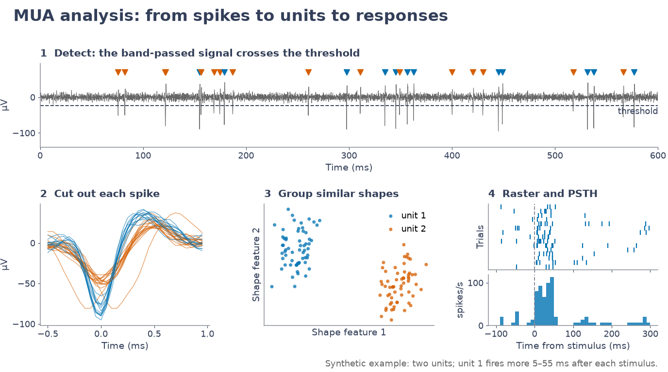 Spikes are detected where the band-passed signal crosses the threshold, cut out, grouped by shape into units and shown as a raster and PSTH.